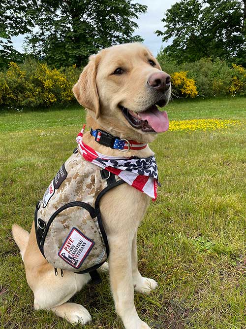 golden retriever service dog