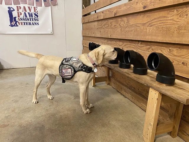 Facility Dogs Facility Dogs