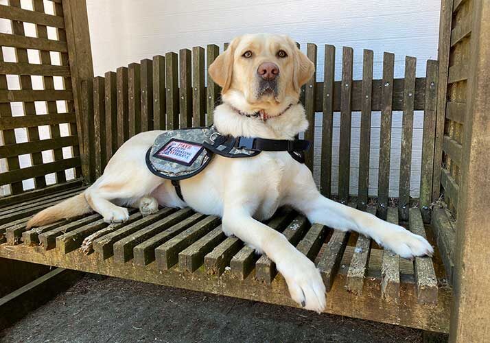 golden retriever service dog